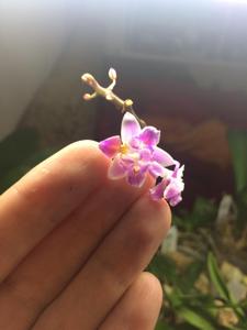 Phalaenopsis equestris