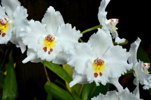 Oncidium alexandrae