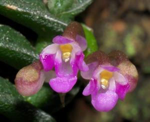 Schoenorchis scolopendria