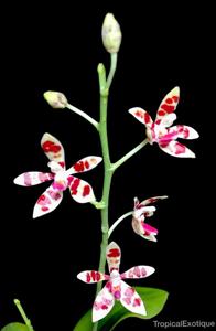 Phalaenopsis maculata