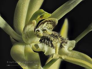 Coelogyne parishii