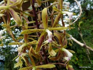 Epidendrum cristatum