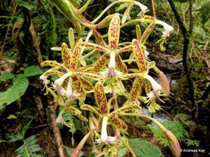 Epidendrum cristatum