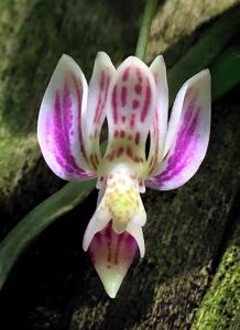 Phalaenopsis finleyi