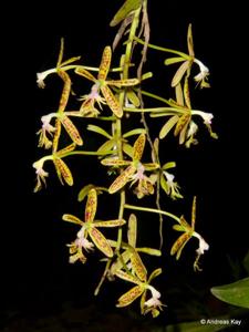 Epidendrum cristatum