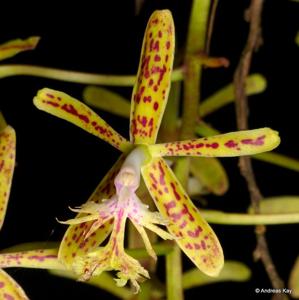 Epidendrum cristatum