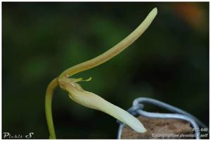 Bulbophyllum dennisii
