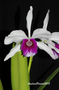 Cattleya purpurata