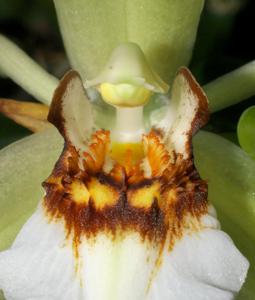 Coelogyne lawrenceana