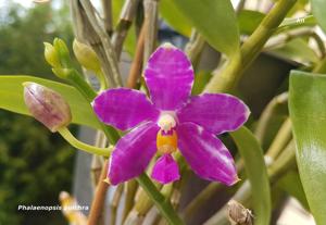 Phalaenopsis pulchra