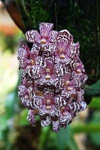 Bulbophyllum kubahense