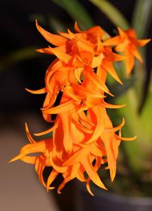 Brassia aurantiaca