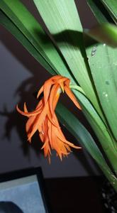 Brassia aurantiaca