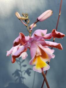 Myrmecophila grandiflora