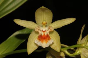 Coelogyne salvaneraniana