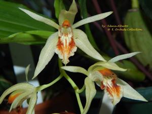Coelogyne salvaneraniana