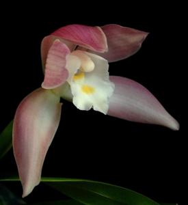 Cymbidium wadae