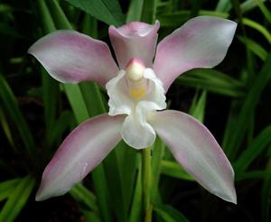 Cymbidium wadae