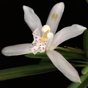 Cymbidium wadae