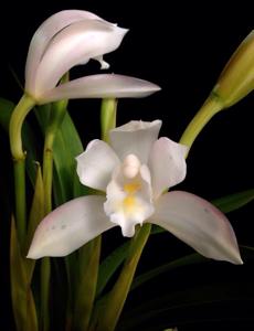 Cymbidium wadae