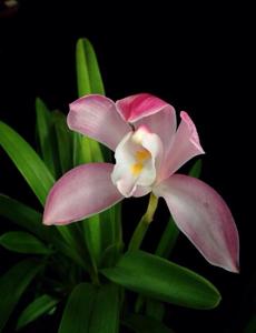 Cymbidium wadae