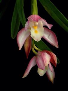 Cymbidium wadae