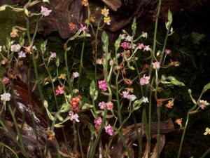 Calanthe cardioglossa