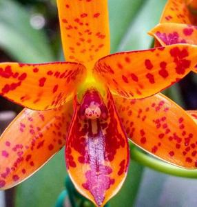 Guarianthe aurantiaca