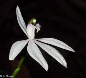 Caladenia picta