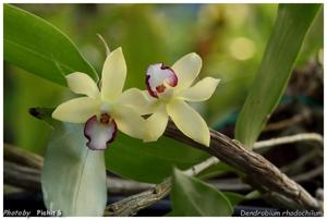 Dendrobium rhodochilum