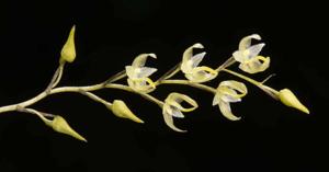 Bulbophyllum candidum