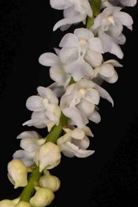 Aerides multiflora