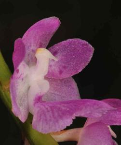 Aerides multiflora