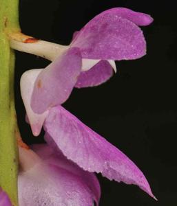 Aerides multiflora