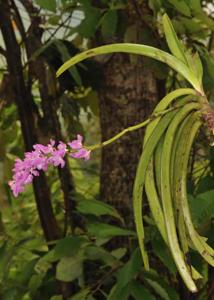 Aerides multiflora