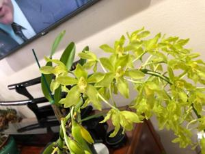 Grammatophyllum multiflorum