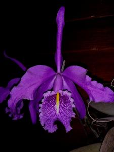 Cattleya maxima