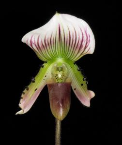 Paphiopedilum callosum