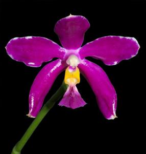 Phalaenopsis pulchra