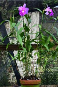 Sobralia rogersiana