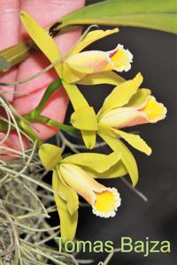 Cattleya luteola