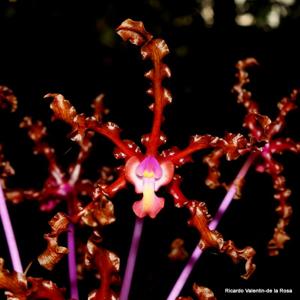 Laelia lueddemannii