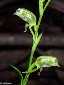 Pterostylis tunstallii