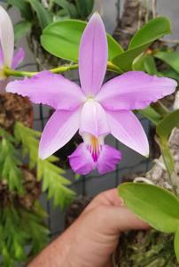 Cattleya violacea