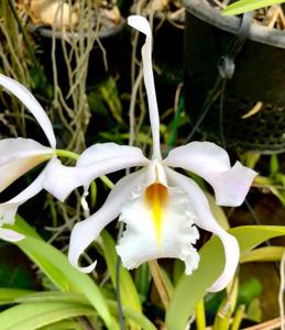 Cattleya maxima