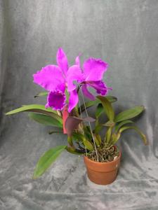 Cattleya labiata