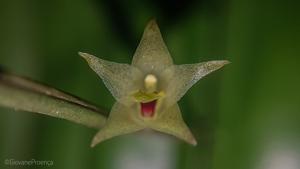 Octomeria hatschbachii