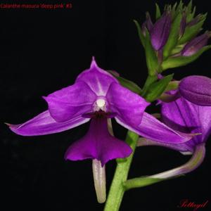 Calanthe masuca