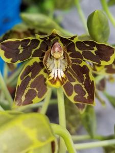 Grammatophyllum scriptum