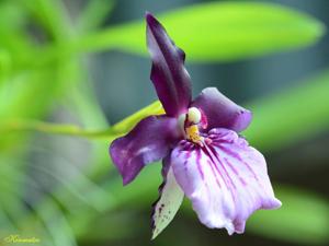 Miltonia moreliana